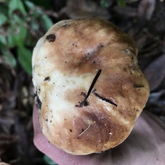 Boletus regineus