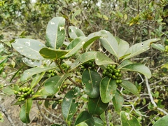 Sideroxylon borbonicum