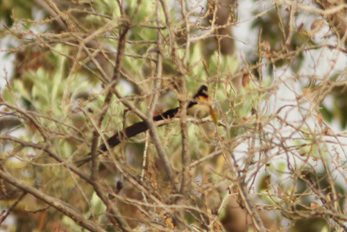 Exclamatory Paradise Whydah (Vidua interjecta), photo 7