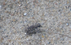Cicindela repanda repanda