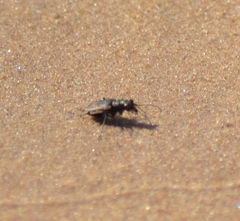 Cicindela repanda repanda