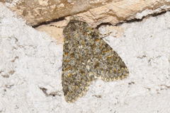 Polymixis flavicincta