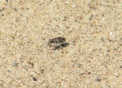 Cicindela repanda repanda