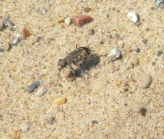 Cicindela repanda repanda