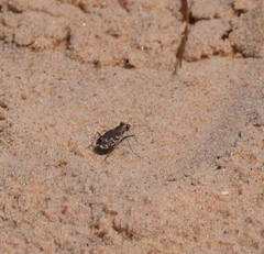 Cicindela repanda repanda