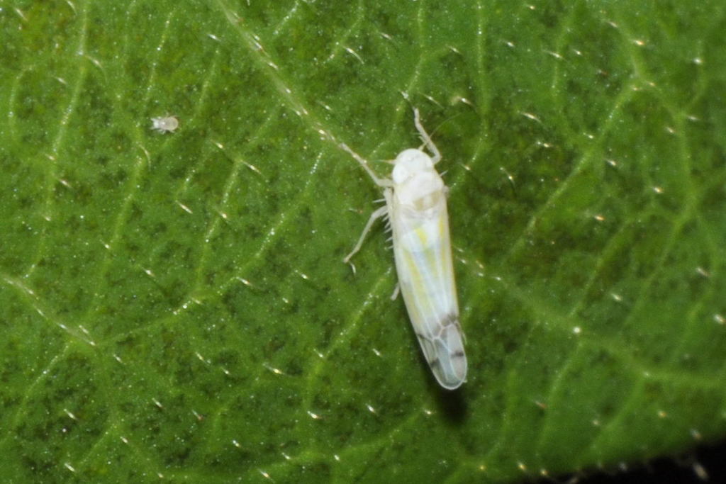 Ribautiana alces
