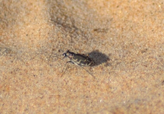 Cicindela repanda repanda