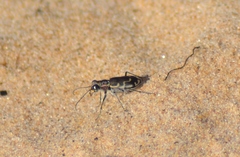 Cicindela repanda repanda