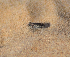 Cicindela repanda repanda