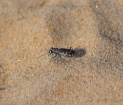 Cicindela repanda repanda