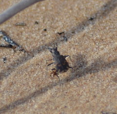Cicindela repanda repanda