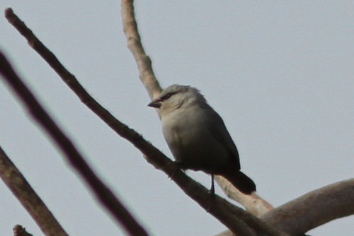 Lavender Waxbill (Glaucestrilda caerulescens), photo 3