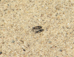 Cicindela repanda repanda