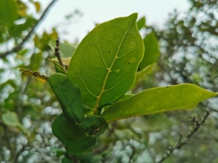 Antidesma madagascariense