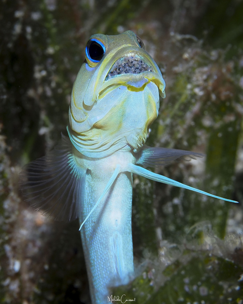 Yellowhead jawfish (Opistognathus aurifrons) — Opistognathidae