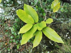 Antidesma madagascariense