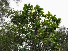 Antidesma madagascariense