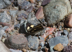 Litocala sexsignata