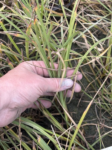 Lyngbye's sedge