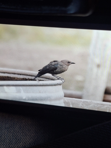 iNaturalist observation 2025-09-08