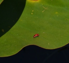 Coleomegilla maculata lengi