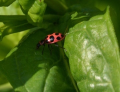 Coleomegilla maculata lengi