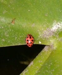 Coleomegilla maculata lengi