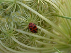 Coleomegilla maculata lengi