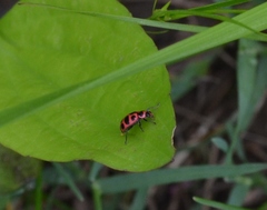 Coleomegilla maculata lengi