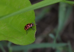 Coleomegilla maculata lengi