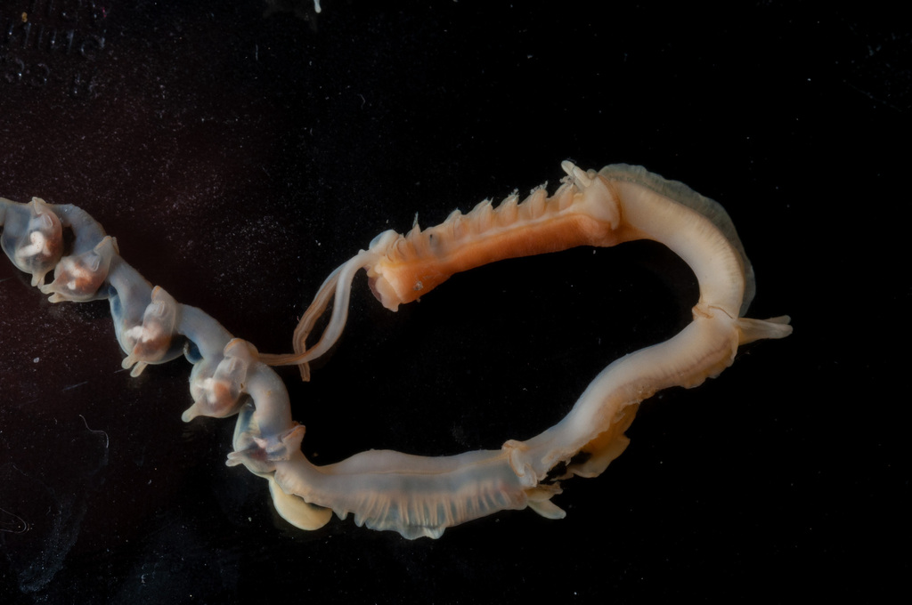Mesochaetopterus taylori
