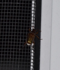 Dichelonyx canadensis