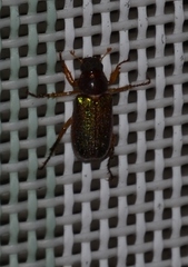 Dichelonyx canadensis