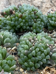 Haworthia mirabilis
