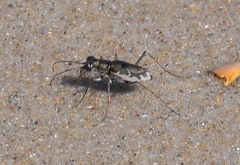 Ellipsoptera marginata