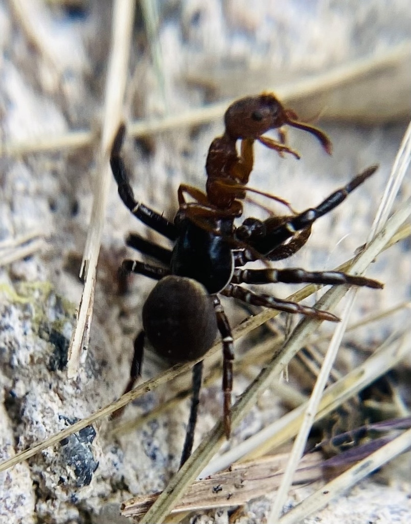 Ground Crab Spider