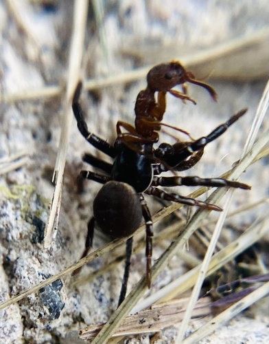 Ground Crab Spider