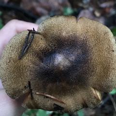 Cortinarius clandestinus