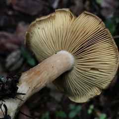 Cortinarius clandestinus