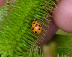 Hippodamia tredecimpunctata