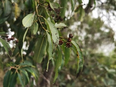 Agarista salicifolia