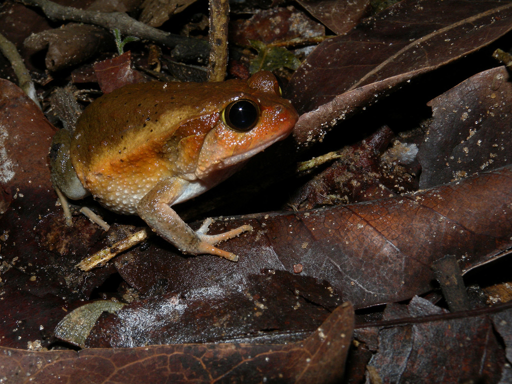 Antsouhy Tomato Frog