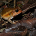 Antsouhy Tomato Frog - Photo (c) Frank Vassen, some rights reserved (CC BY)