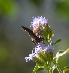 Pellicia arina