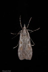 Scoparia indistinctalis