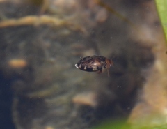 Laccophilus maculosus