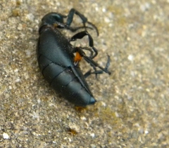 Meloe campanicollis