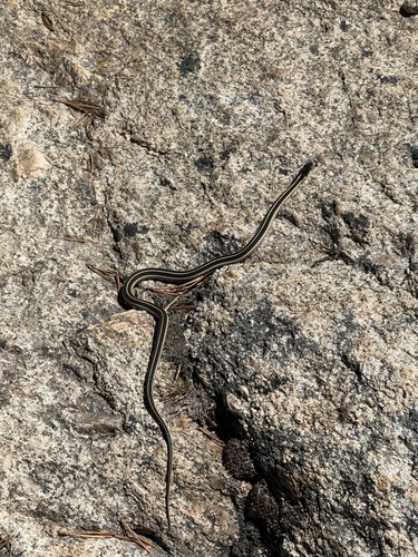 iNaturalist observation photo of Mountain Garter Snake