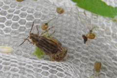 Ophraella conferta
