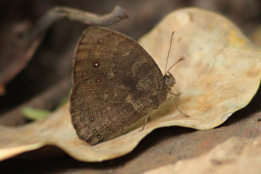Bicyclus vulgaris